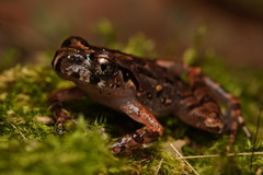 Leptobrachella
