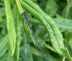 Coenagrion hastulatum