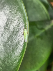 Cicadellini