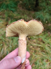 Suillus cavipes