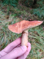 Suillus cavipes