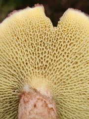 Suillus cavipes