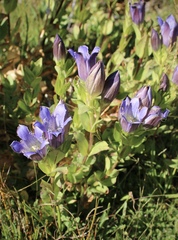 Gentiana plurisetosa