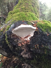 Ganoderma brownii