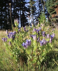 Gentiana plurisetosa