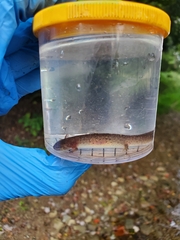 Pseudotriton ruber ruber