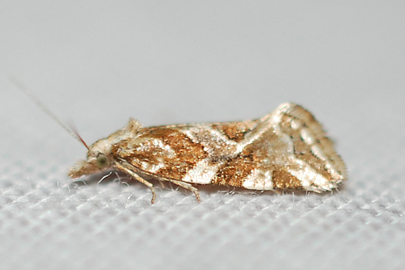 Cochylini