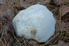 Amanita polypyramis