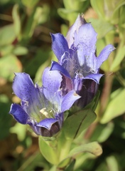 Gentiana plurisetosa