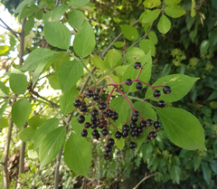 Sambucus nigra