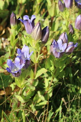 Gentiana plurisetosa