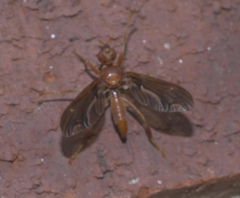Pyrgota undata