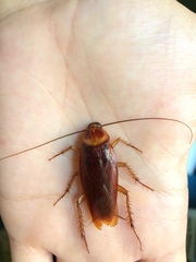 Blattodea