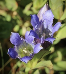 Gentiana plurisetosa
