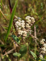 Parthenium integrifolium