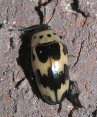 Ischyrus quadripunctatus