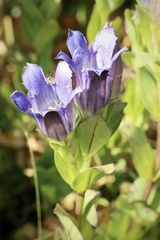 Gentiana plurisetosa