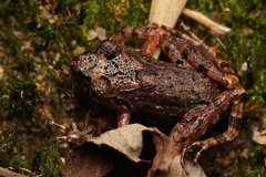 Leptobrachella