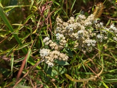 Parthenium integrifolium