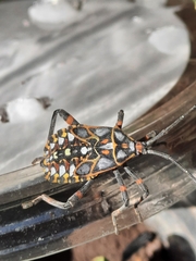 Pachylis argentinus