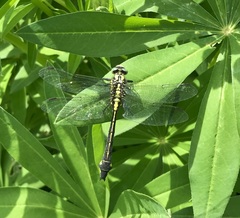 Gomphus vulgatissimus