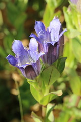 Gentiana plurisetosa