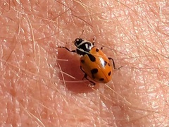 Hippodamia sinuata crotchi