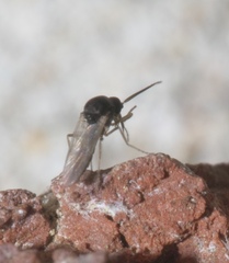 Ceratopogonidae