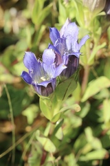 Gentiana plurisetosa