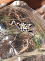 Pachylis argentinus