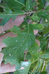 Andricus quercuspetiolicola