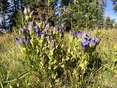 Gentiana plurisetosa