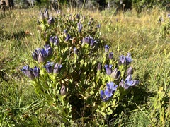 Gentiana plurisetosa