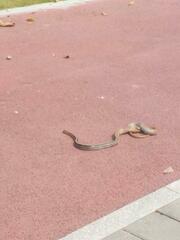 Coelognathus radiatus