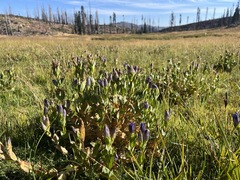 Gentiana plurisetosa