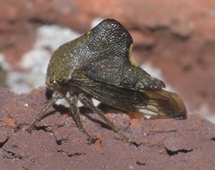 Telamona monticola