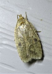 Agonopterix thelmae