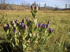 Gentiana plurisetosa