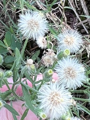 Erigeron