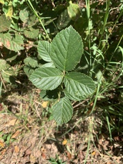 Rubus trivialis