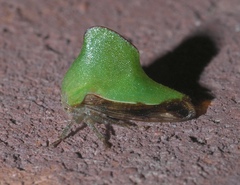 Telamona excelsa