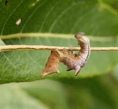 Notodonta scitipennis