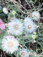 Erigeron