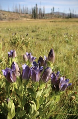 Gentiana plurisetosa