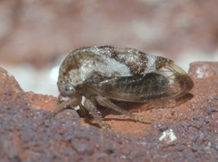 Cyrtolobus