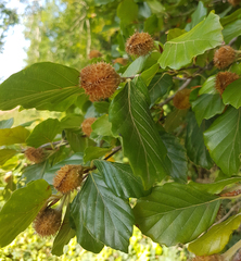 Fagus sylvatica