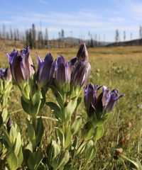 Gentiana plurisetosa