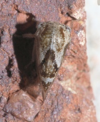 Cyrtolobus