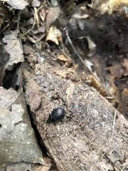 Sphaeroderus stenostomus