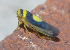 Colladonus clitellarius